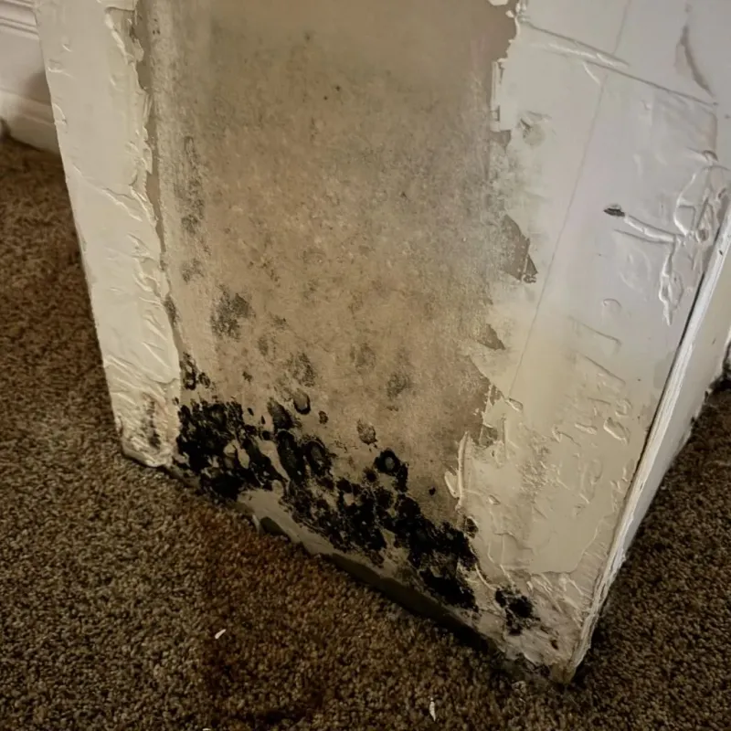 Professional Mold Removal in Hamilton, IN